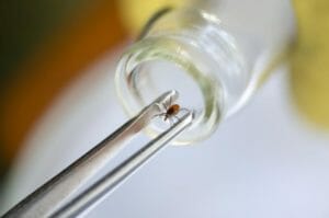 Spinnmilben bekämpfen und vorbeugen - Tipps und Tricks
