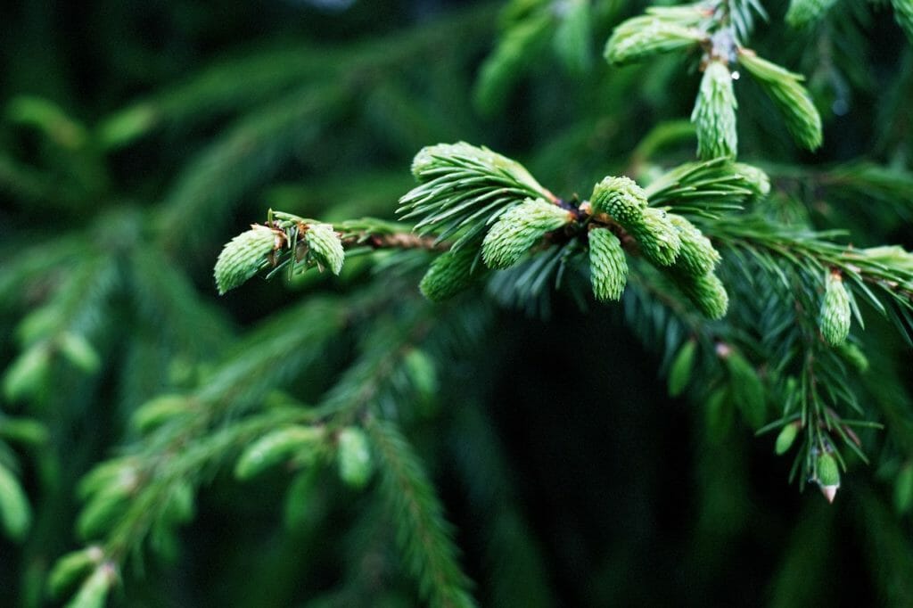 spruce, landscape, nature