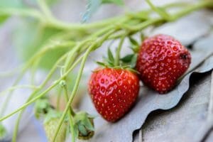 strawberries, fresh, strawberry