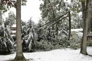 Sturmschäden im Winter vermeiden- Tricks & Tipps