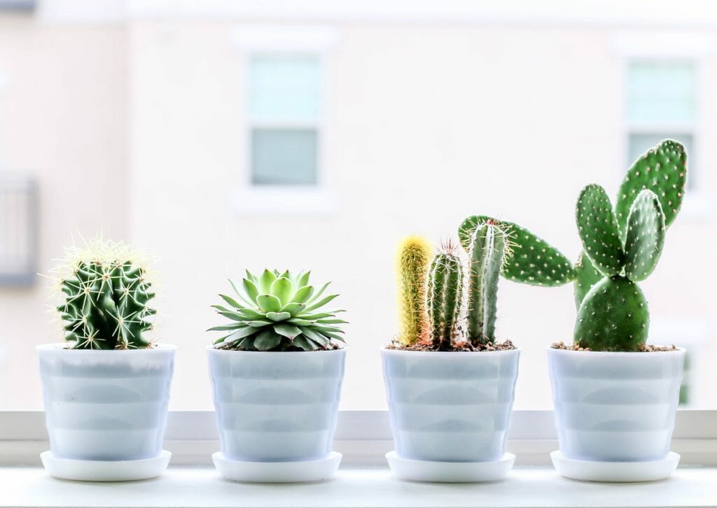 succulent, cactus, plant