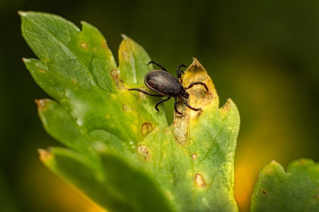 tick, insect, leaf
