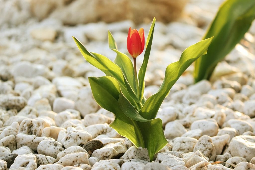 tulip, stones, garden