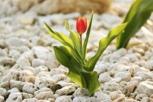 tulip, stones, garden