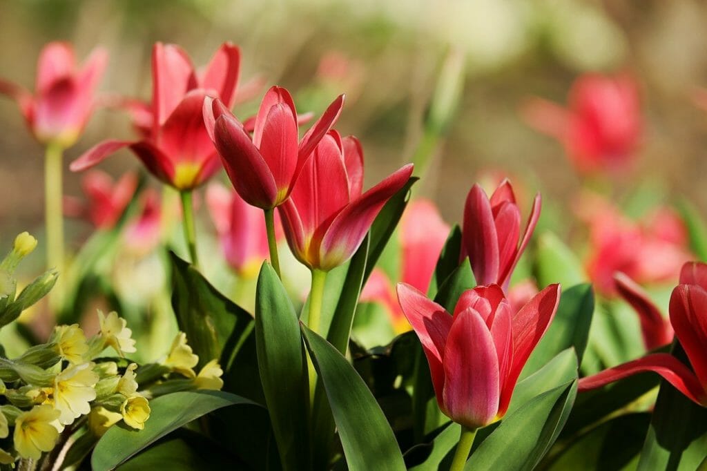 tulips, red, flowers