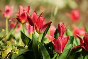 tulips, red, flowers