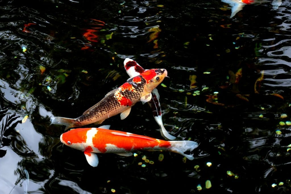 water, fish, japan