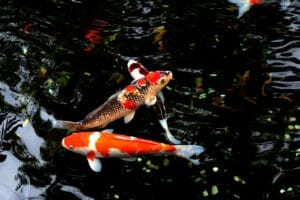 water, fish, japan