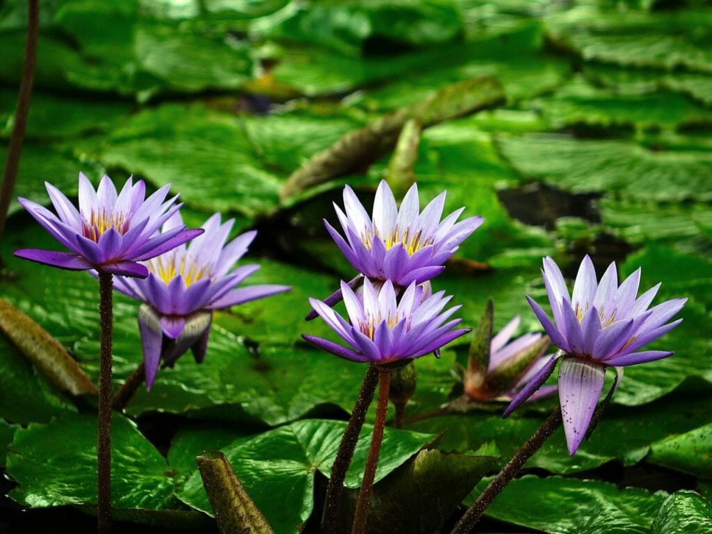 water lilies, flowers, plants
