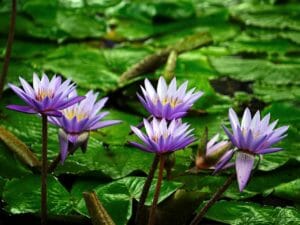 water lilies, flowers, plants
