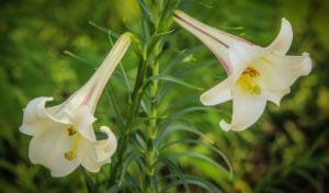 white trumpet lily, lilium formosanum, bulb