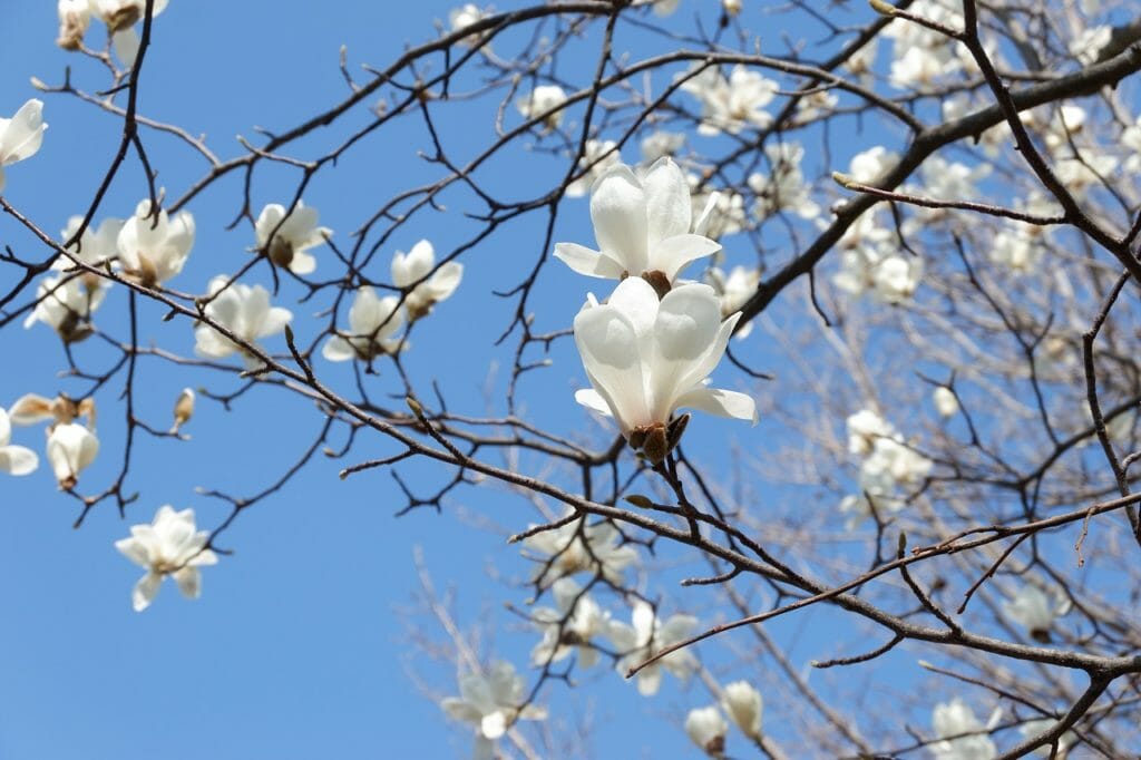 yulan magnolia, flowers, tree