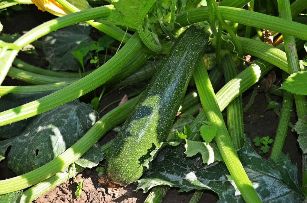 zucchini, a vegetable, pumpkin
